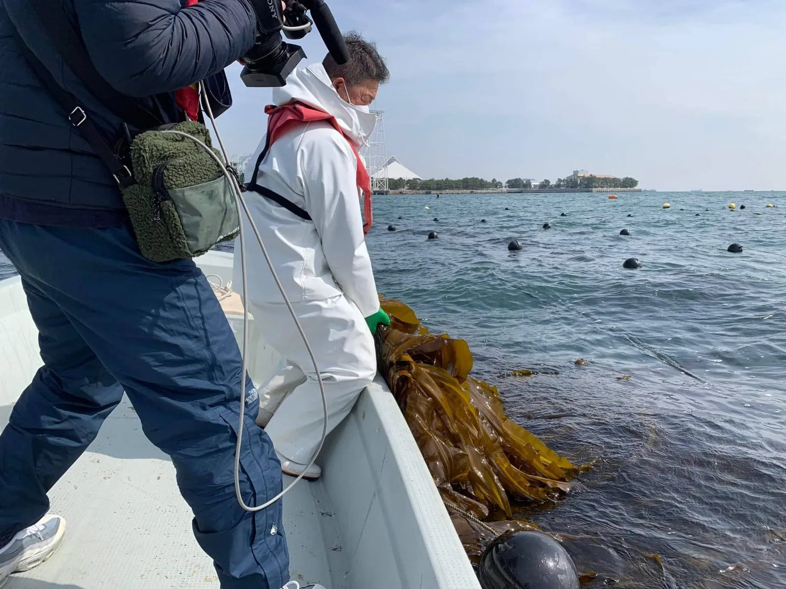 Copemer's kelp project