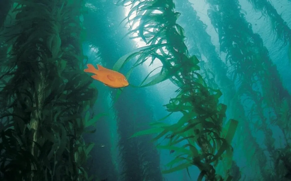 Kelp forest