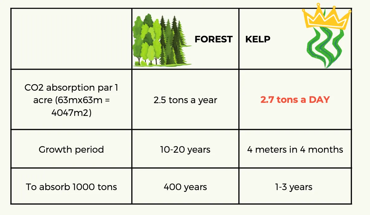 CO2 absorption comparison between tree forest and kelp forest