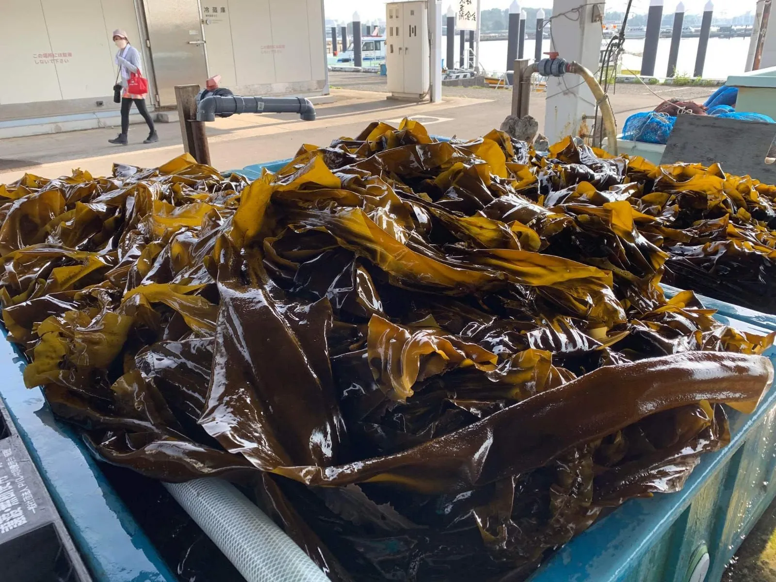 Copemer's kelp project
