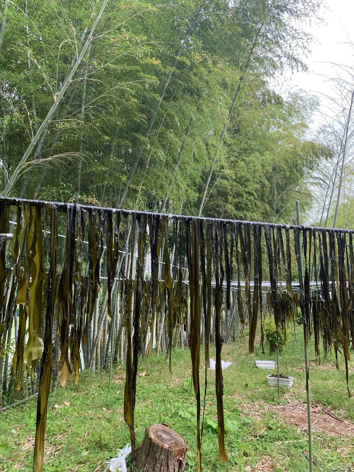 Copemer's kelp project