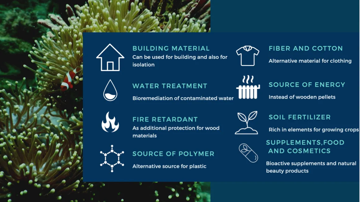Products made from kelp